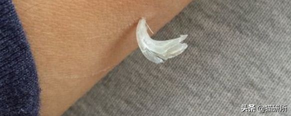 每天15分钟，医生手把手教你做17项猫咪全身检查