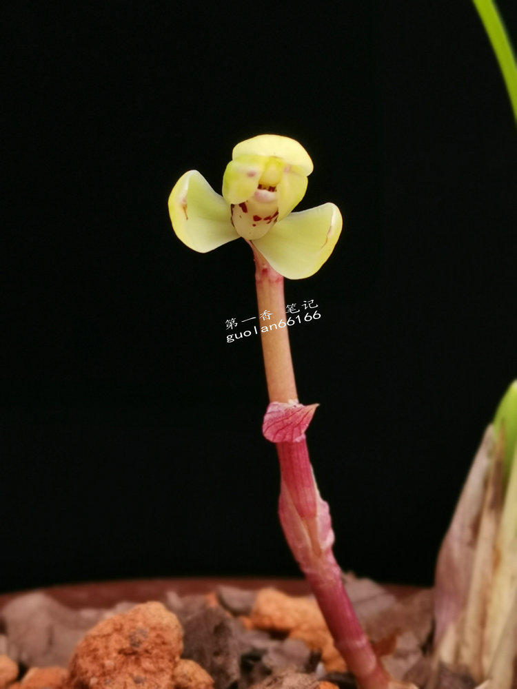 「花开欣赏」0340：春兰定缘梅单花竞开