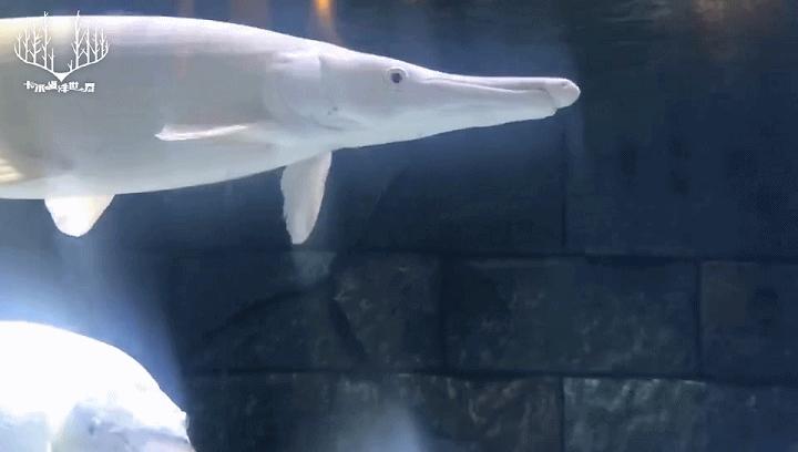 世界十大最凶猛淡水鱼之鳄雀鳝,海洋大揭秘之鱼类大科普海鳝