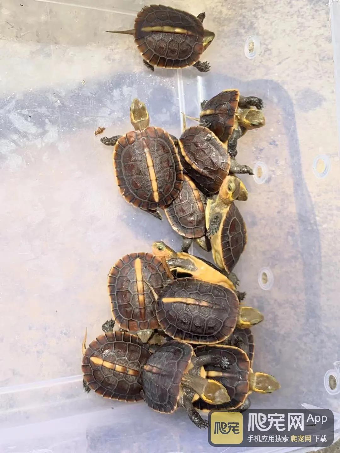 养龟苗要养几年才生蛋,新手养龟选择什么季节入手