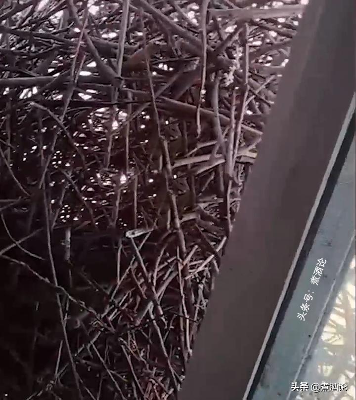 喜鹊趁户主不在家，在窗户上筑了3个窝，把半扇窗户堵得严严实实