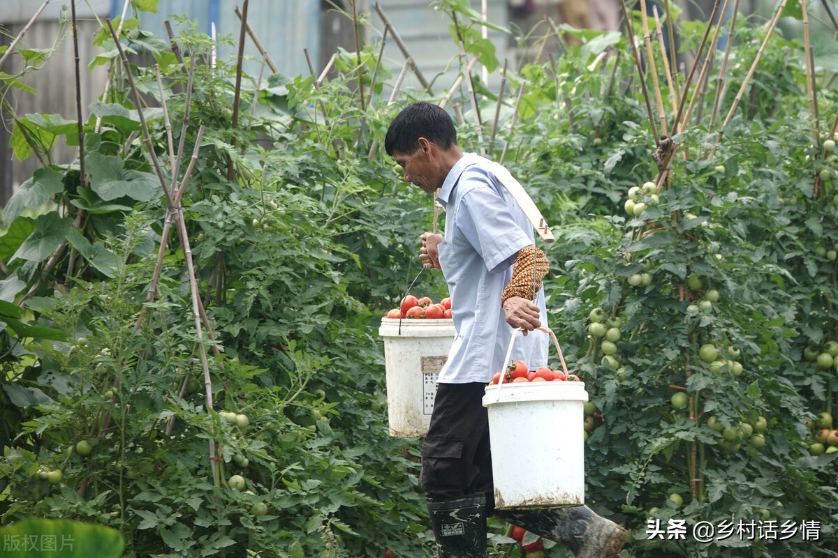 微生物菌肥可直接种蔬菜,微生物菌剂种蔬菜