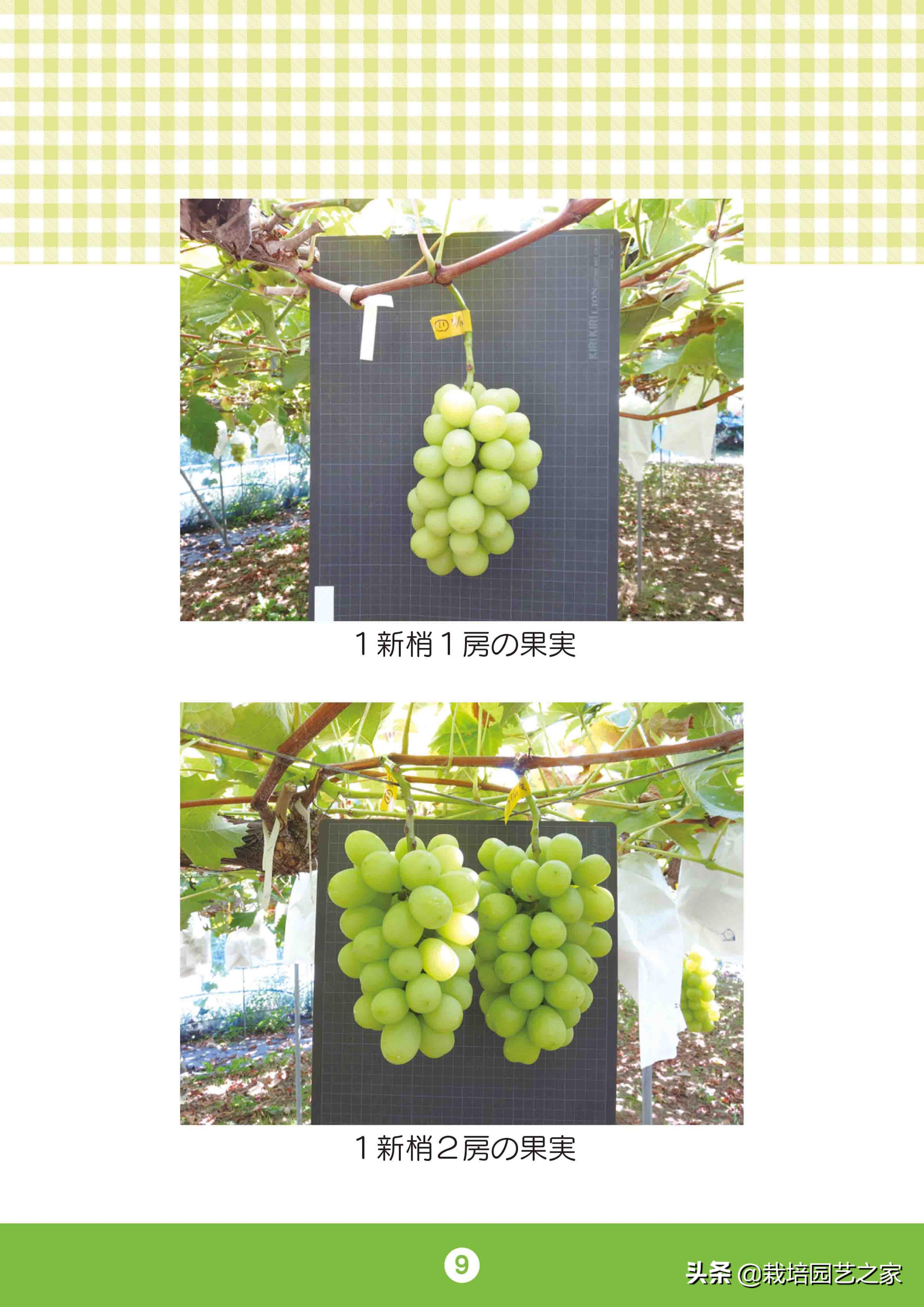 日本日照玫瑰葡萄全教程,日本日照玫瑰保果配方