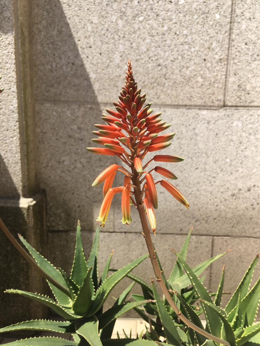 芦荟怎么养才能开花很美,家庭养芦荟最好的方法