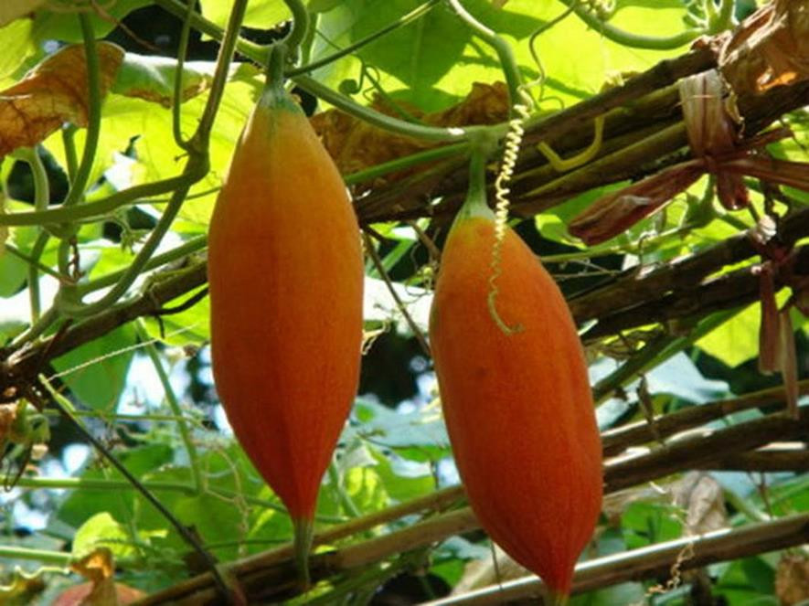 百种味道的果子,四季百种果子图片