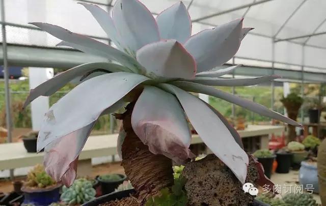 谈一谈多肉植物中的“三仙”，你了解吗