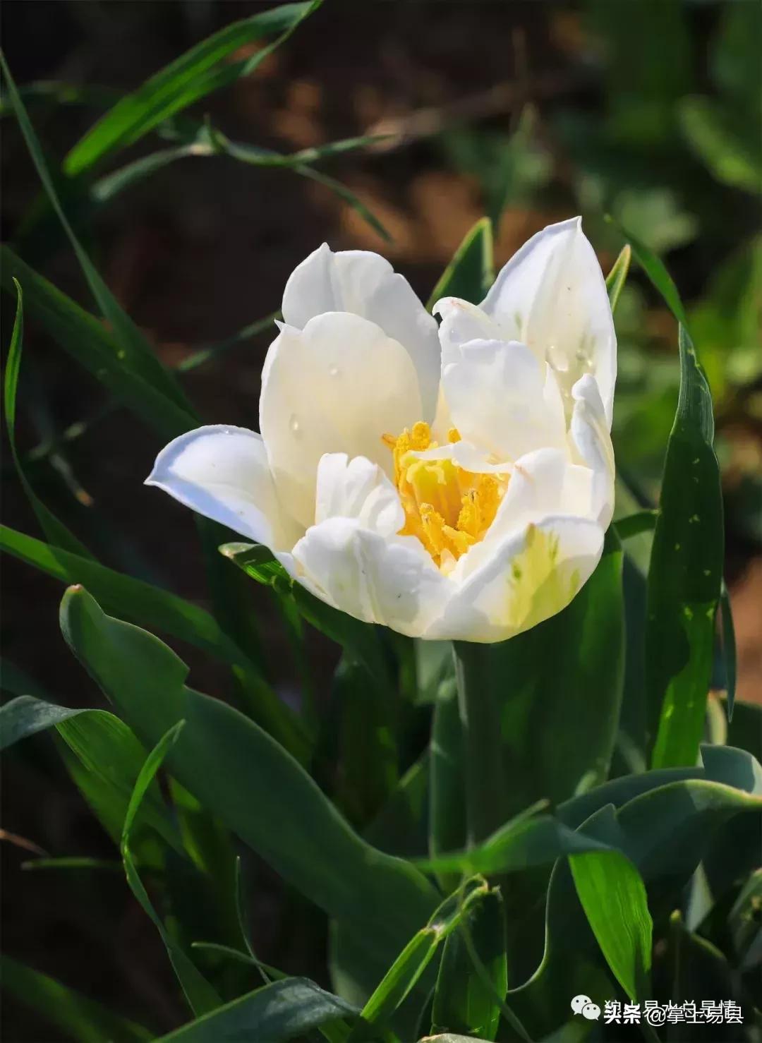 狼牙山下花如海李白诗赞郁金香