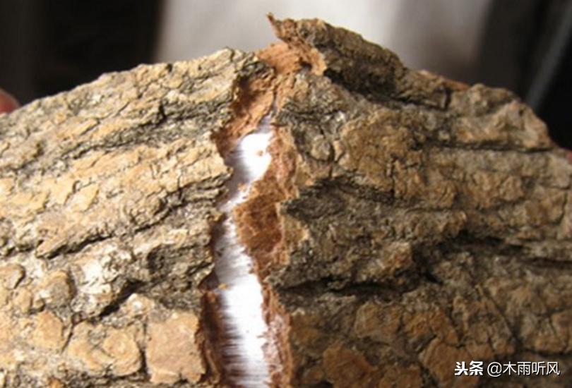 冬季合适种植什么中药材,合适夏季种植的五种中药材推荐