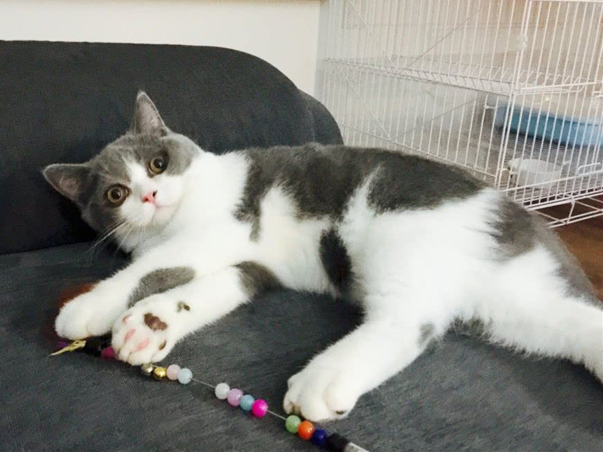 猫咪一个人在家会孤独吗,猫咪单独待在家会抑郁吗