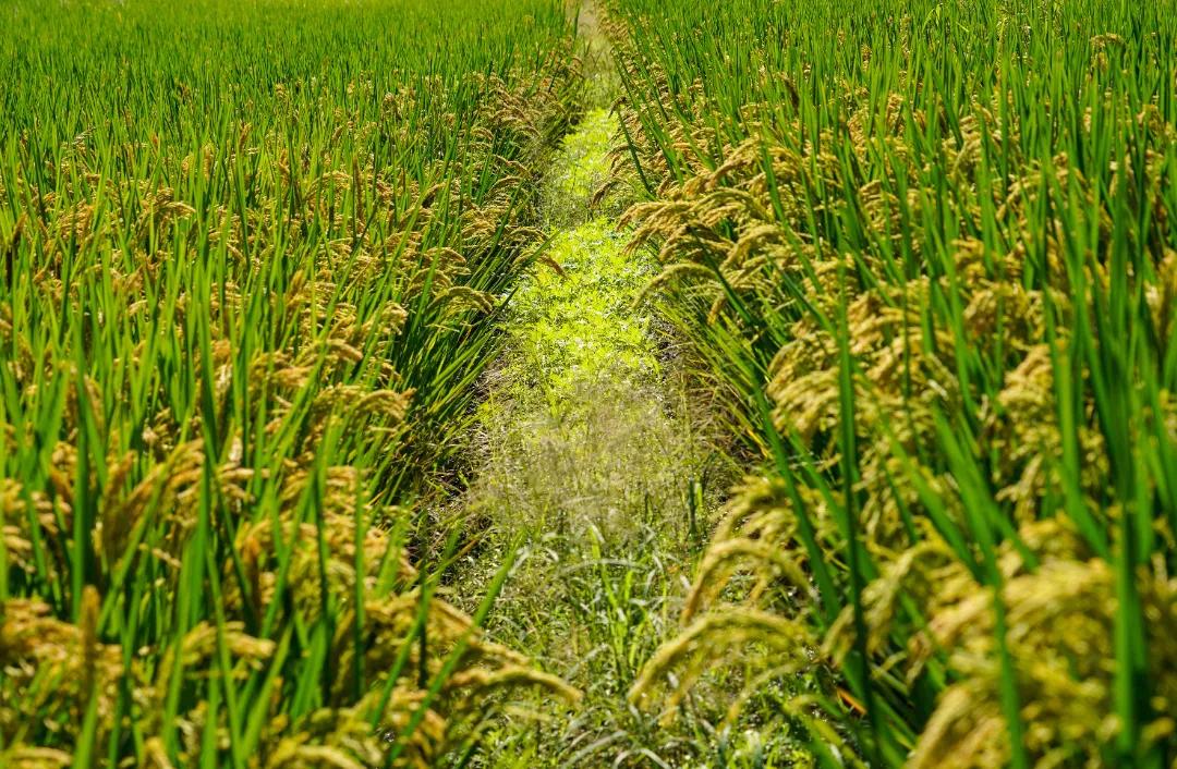 去稻田、赏竹林、上水库，带你深挖“竹”深不知处的中泰