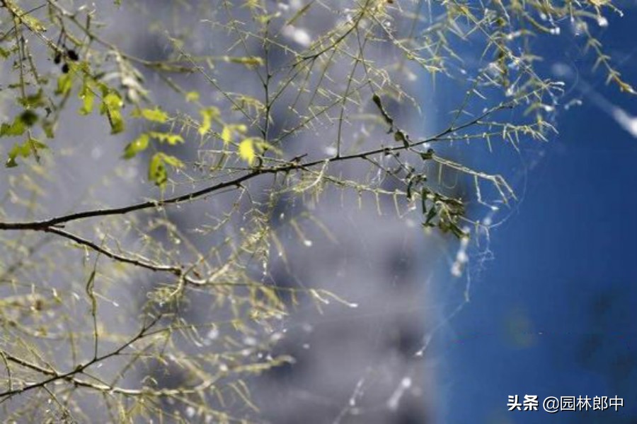 国槐树吊死鬼怎么治理,国槐树上的吊死鬼叫什么