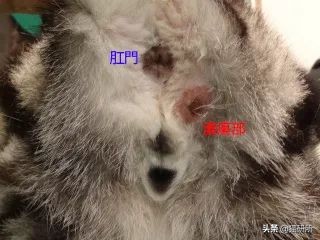 猫咪会长毛囊炎吗,猫咪会长老年斑吗
