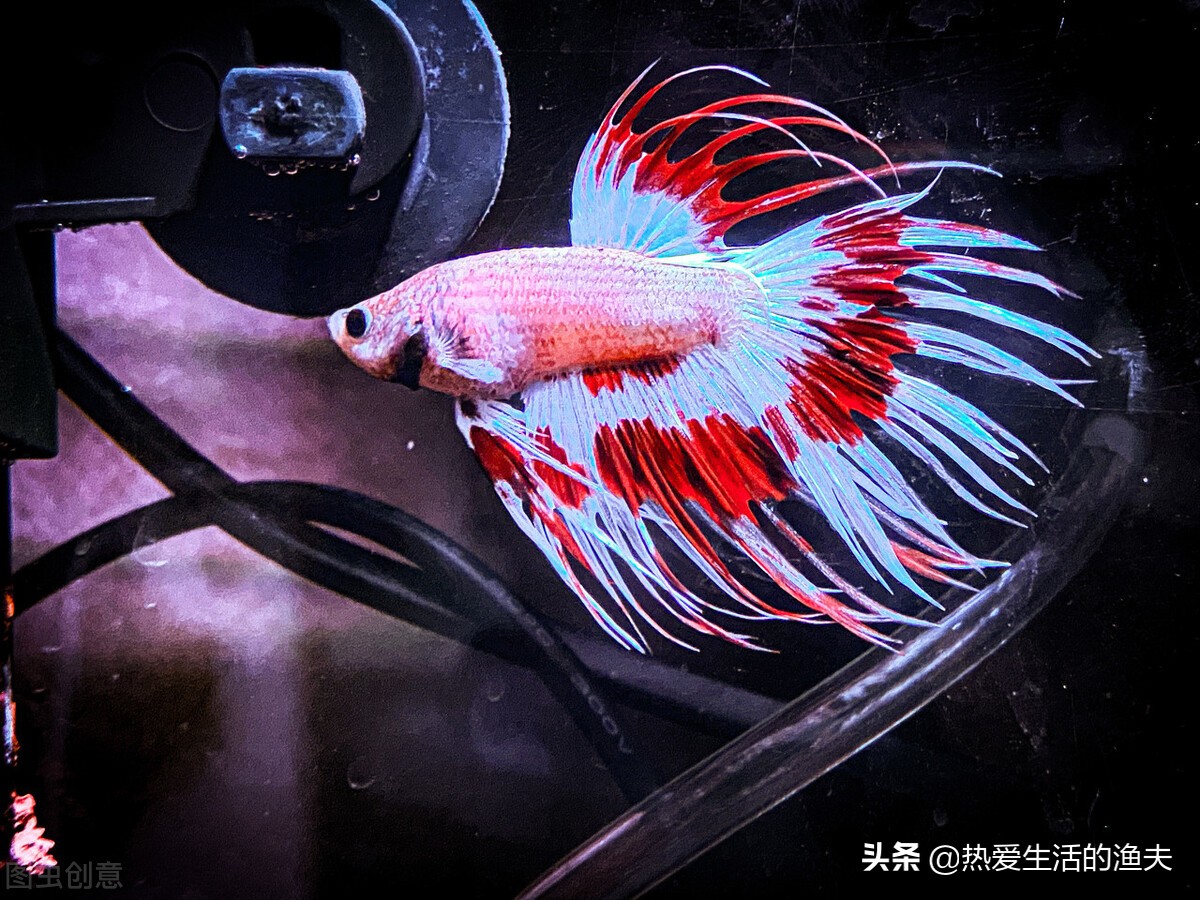 懒人合适养什么体积小观赏鱼,什么小型观赏鱼最合适在大鱼缸养
