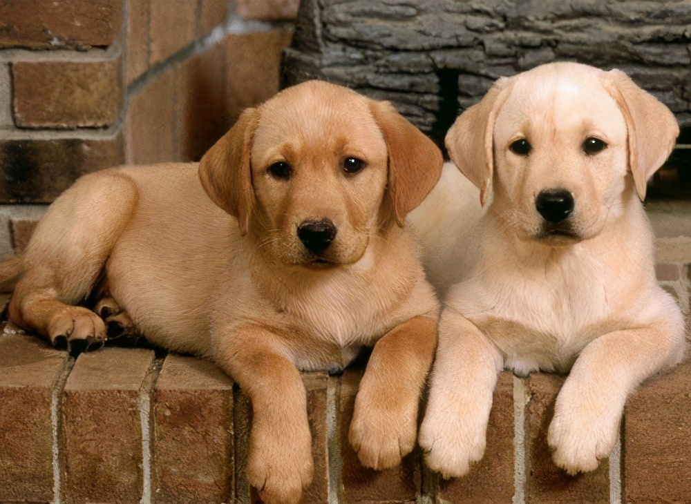 什么狗最好养又便宜不咬人,合适男生养的狗又便宜又好养