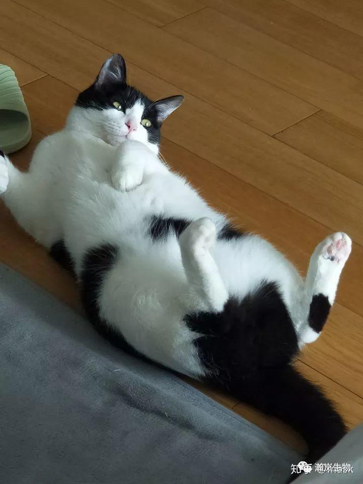 养品种猫的好处,土猫能够和品种猫配吗