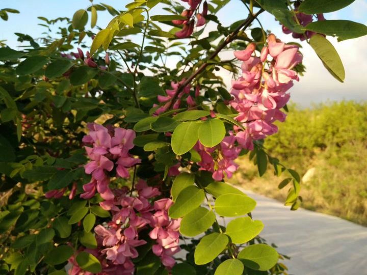 有结晶的蜂蜜是添加了白糖吗,蜂蜜大量结晶
