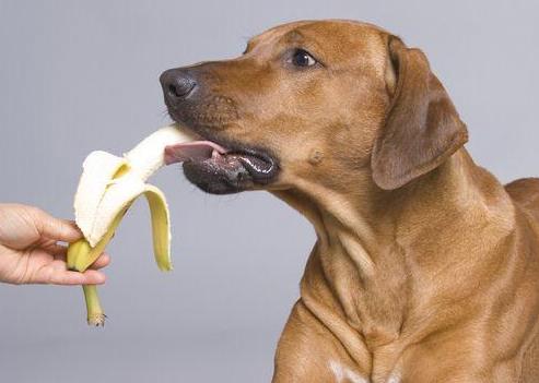 十大毒性最大的水果,最危险的十大水果