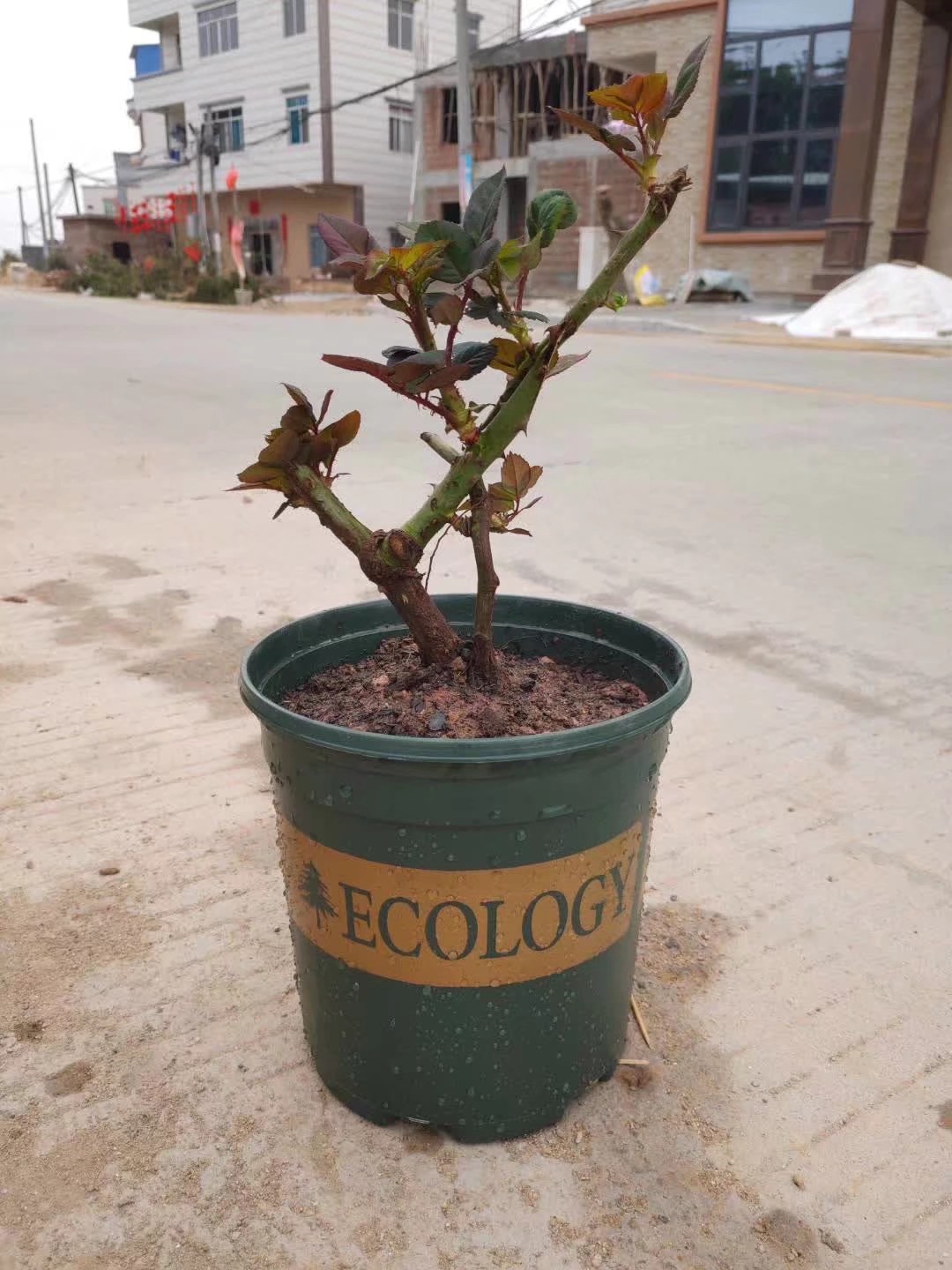 怎么种玫瑰花一年四季都有开花,玫瑰花怎么种能够一年四季都有