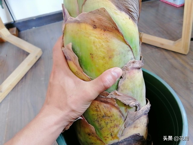 哪种莲花好看合适家里养,家庭合适养的莲花