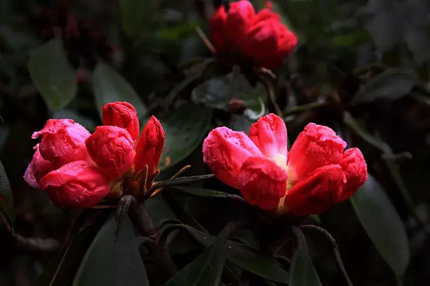 凉山州哪里能够赏花,西昌赏花攻略