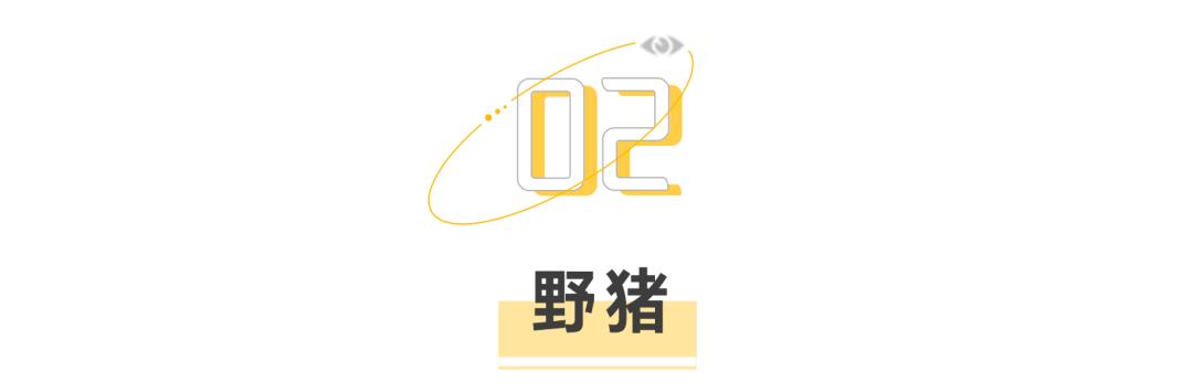 大象迁徙事件始末,大象迁徙为什么又回去了