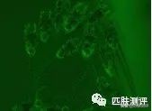 雅诗兰黛小棕瓶眼霜精华测评,雅诗兰黛眼霜测评小棕瓶