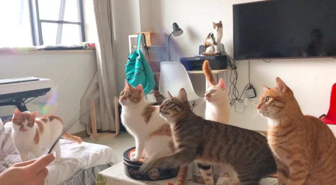 小佩闷死猫事件,小佩猫窝闷死猫