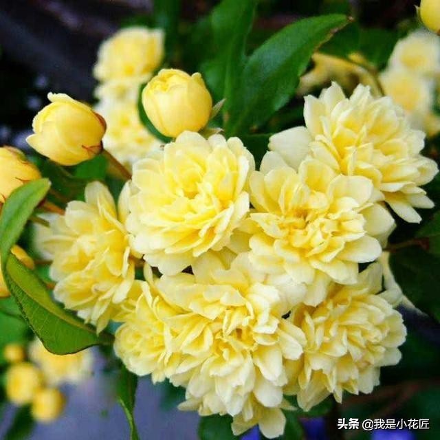 合适阳台种植的爬藤植物都有哪些,家庭阳台种什么爬藤植物比较好