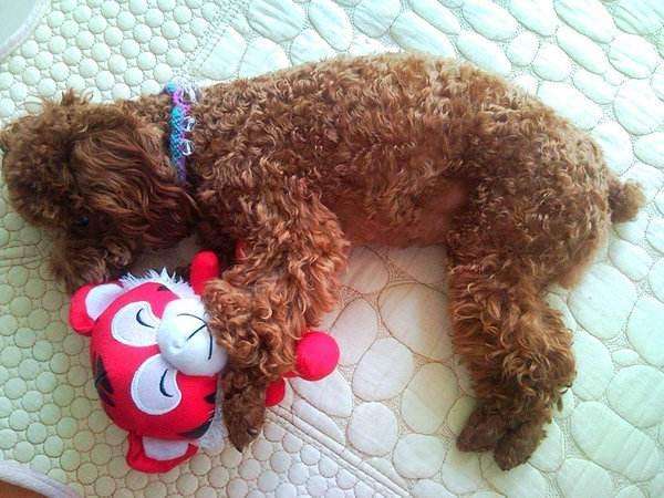 睡觉的学问：想要泰迪犬长寿，你得掌握这6个睡觉秘诀