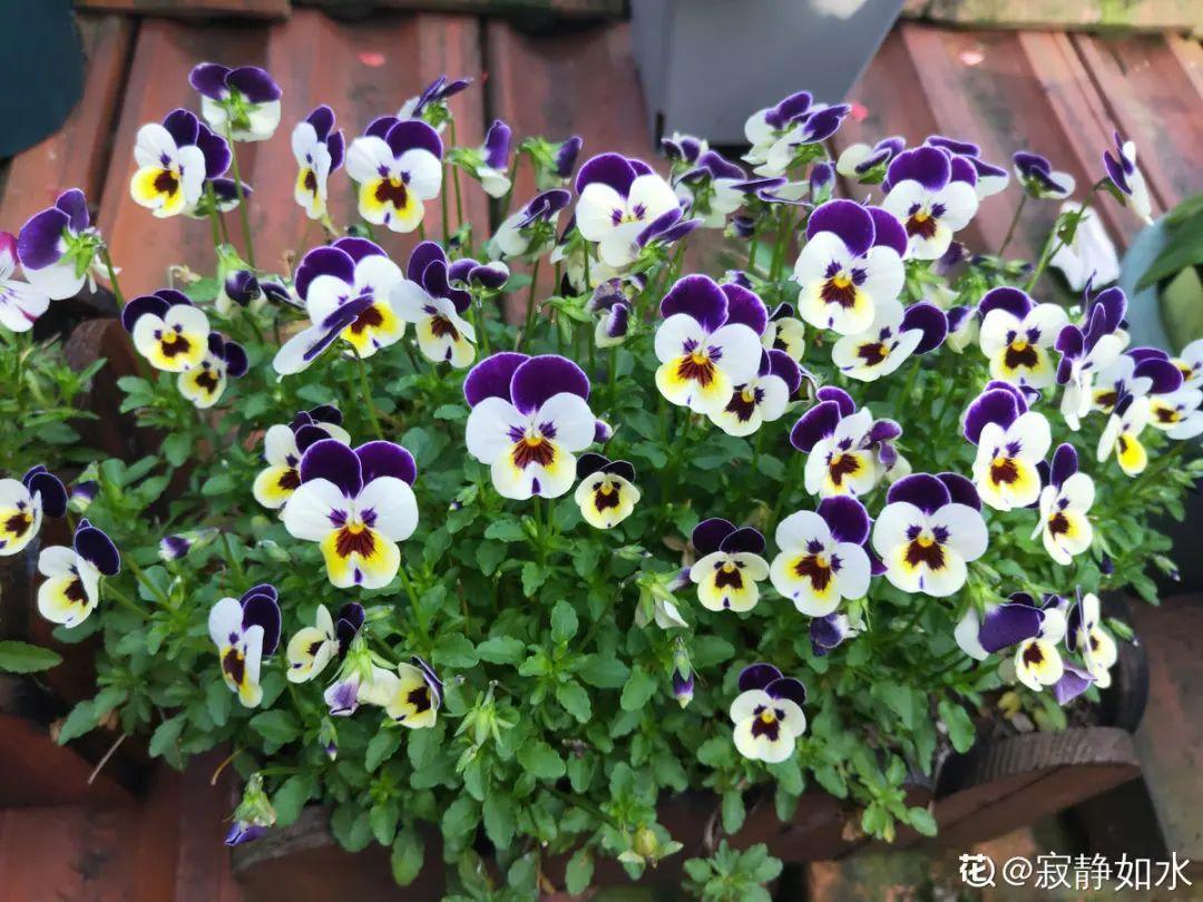 耐寒又好养的香水花,家里能够养法国香水花