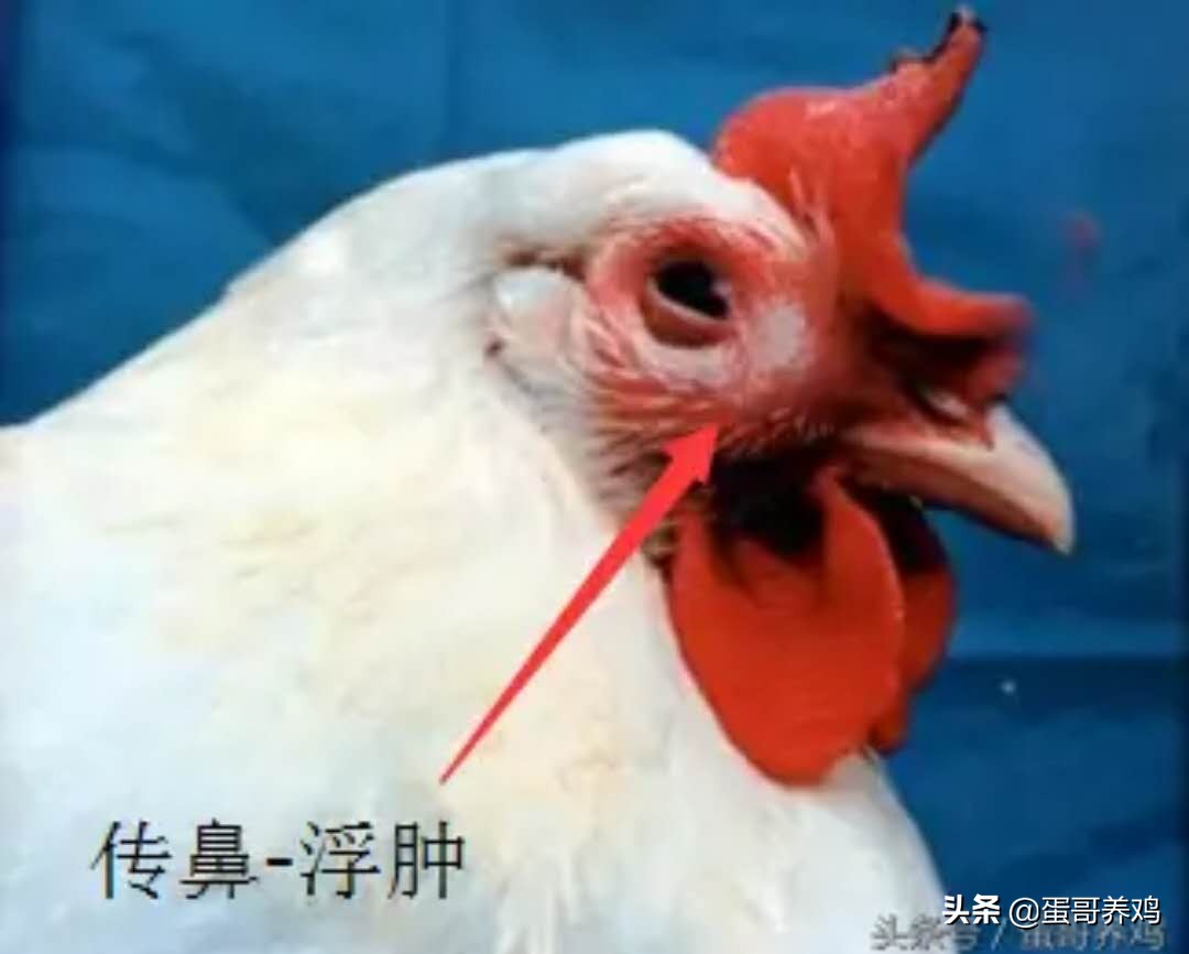 老兽医：鸡群10种异常呼吸音“一病一图”汇总，建议养鸡人看看