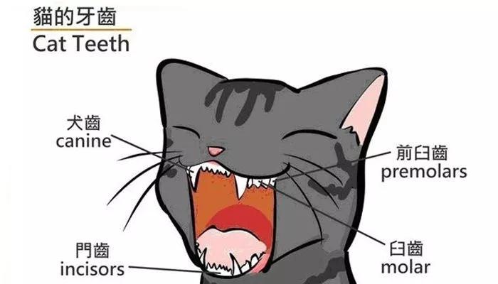 猫咪长蛀牙了需要拔掉吗,猫有蛀牙怎么处理最好