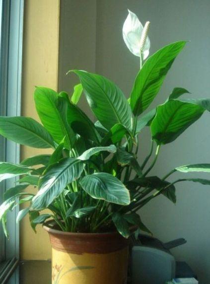 细菌最怕5种花家里养一盆,净化空气甲醛最怕的十种花