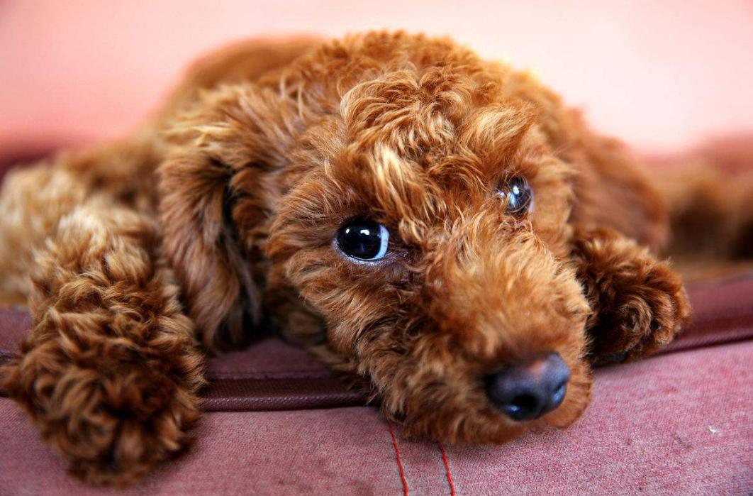 养泰迪犬的人应该知道这几件事情,养泰迪犬一个月正常开销