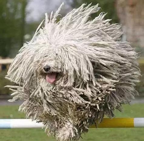 45种狗狗,45种狗类