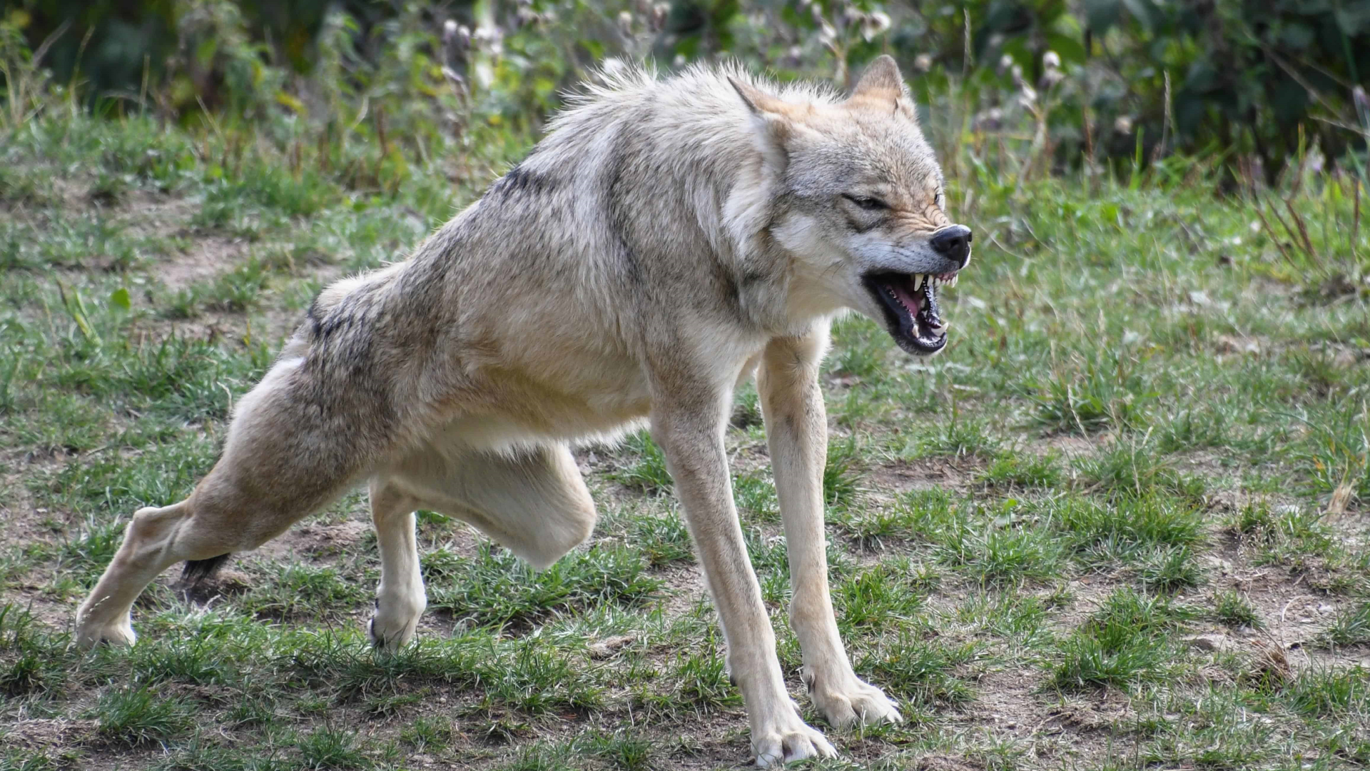 最强的棕熊和北极熊谁更厉害,十大顶级掠食者动物
