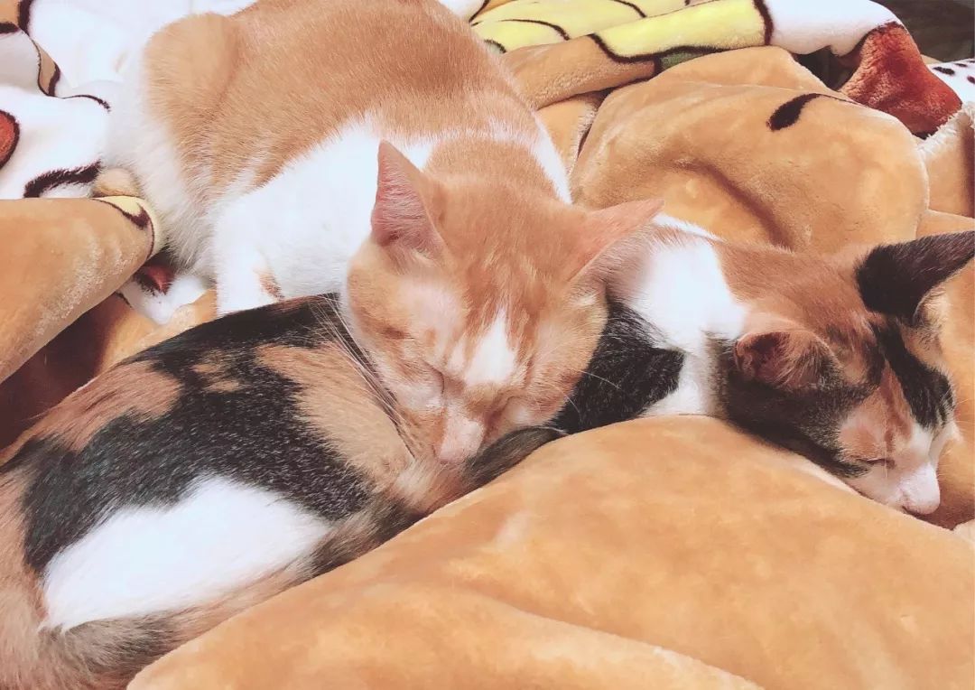 如何纠正猫咪的尿床行为,怎么彻底解决猫咪尿床
