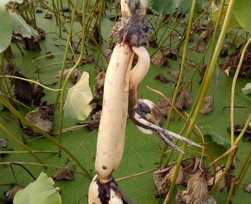 藕田养殖泥鳅存活率,泥鳅池塘种植技术和管理