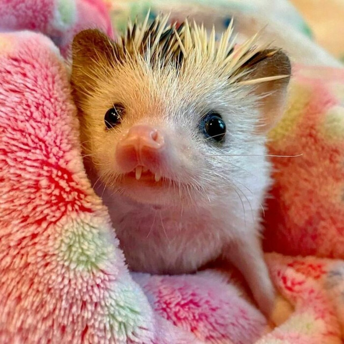 25张宠物刺猬生活的照片，从园艺到腹部按摩