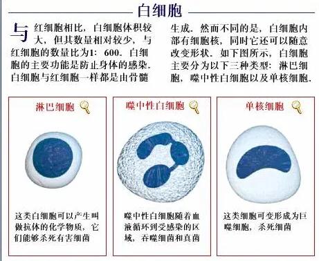 白细胞低医生说要做穿刺来检查,感冒发烧查血常规发现白细胞低