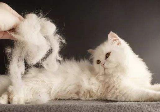 猫老是掉籽,猫把毛剃了有什么坏处