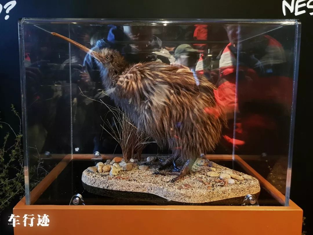 穿越新西兰北岛,新西兰北岛的真实生活最新