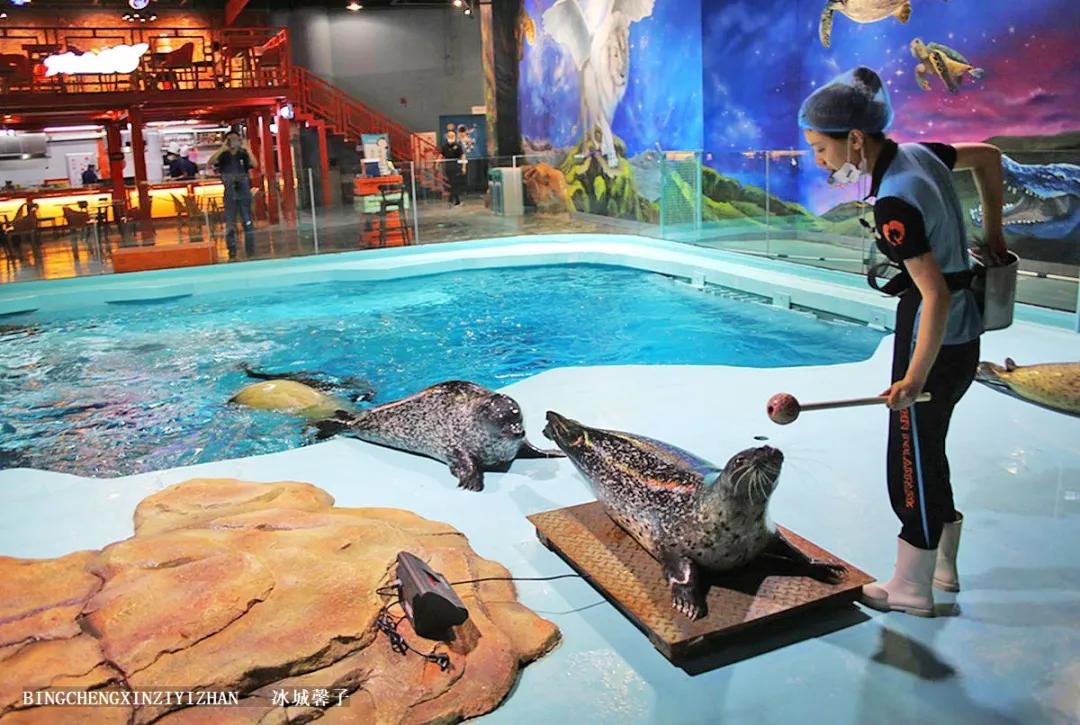 走进哈尔滨完全视频,走进哈尔滨海洋馆