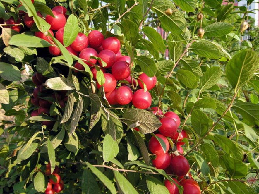 百种味道的果子,四季百种果子图片