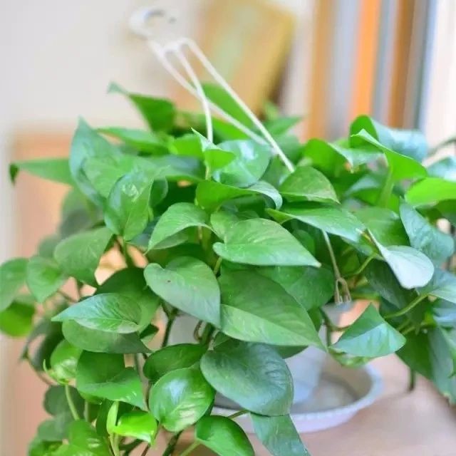 绿萝怎么养着都长黑斑点死了,绿萝根部发黑腐烂叶子发黄怎么办