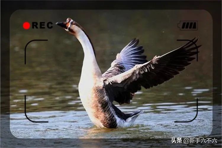 合适农村创业的十大养殖项目,合适农村创业的十大养殖创业项目