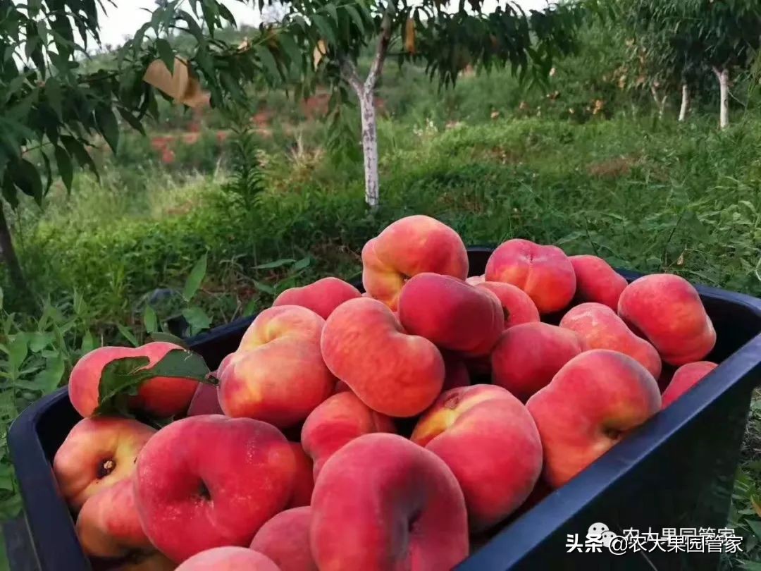 种植新品种果树苗一手货源,各种新品种果树苗木一手货源