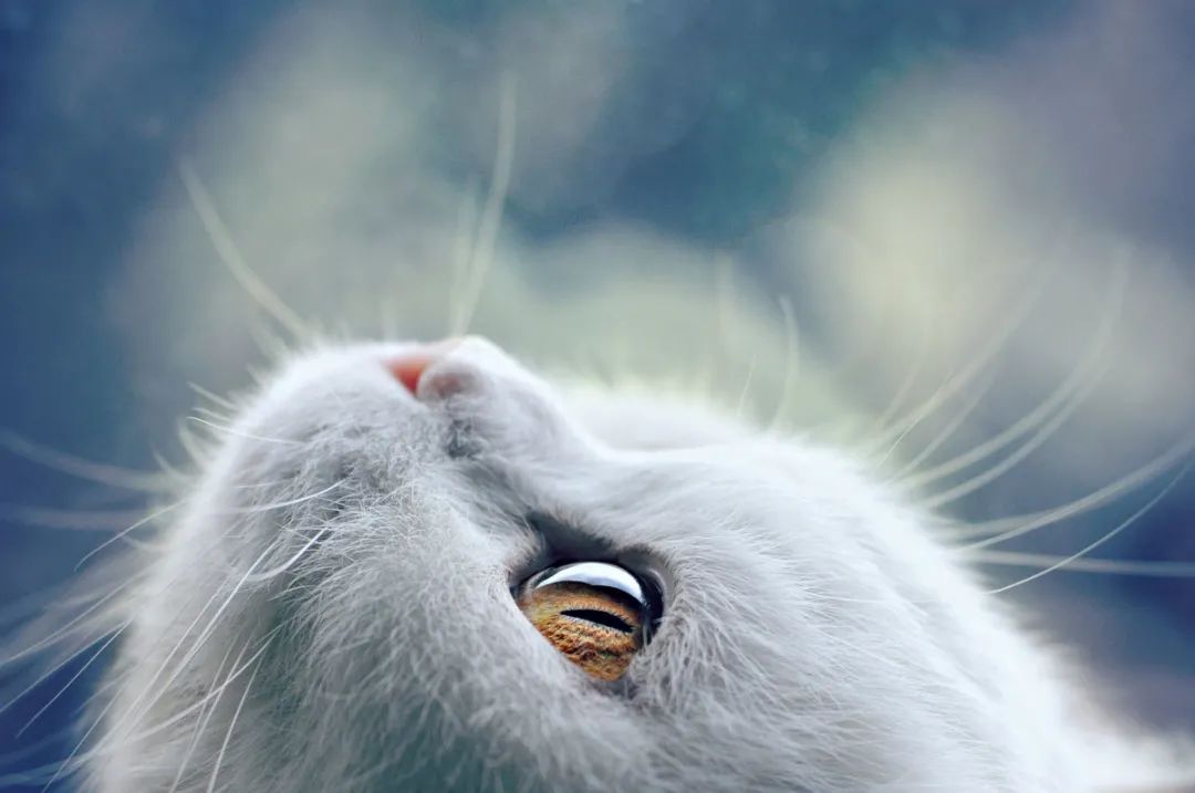 猫宫庄园•关于猫咪假孕你需要知道的事情