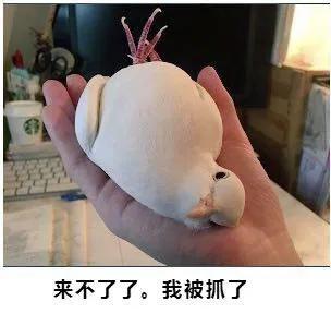 魔兽世界十大拉风坐骑盘点,魔兽世界十大平民坐骑排行