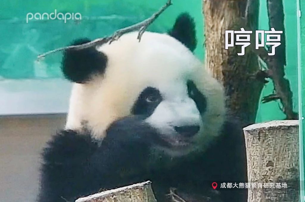 不能出去玩怎么办？滚滚表示在家也能够很快乐